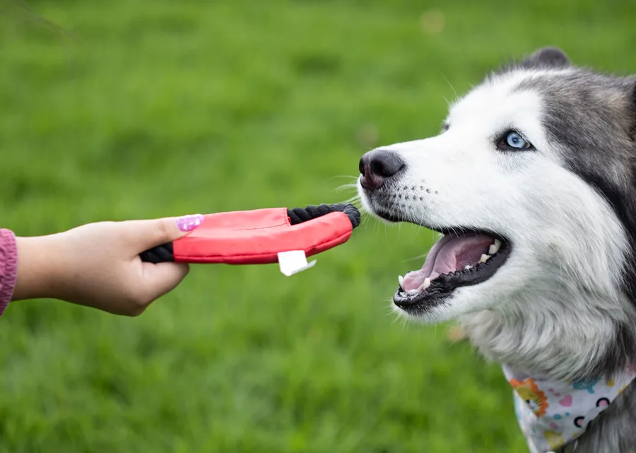 Frisby para Mascotas Hachiko 6