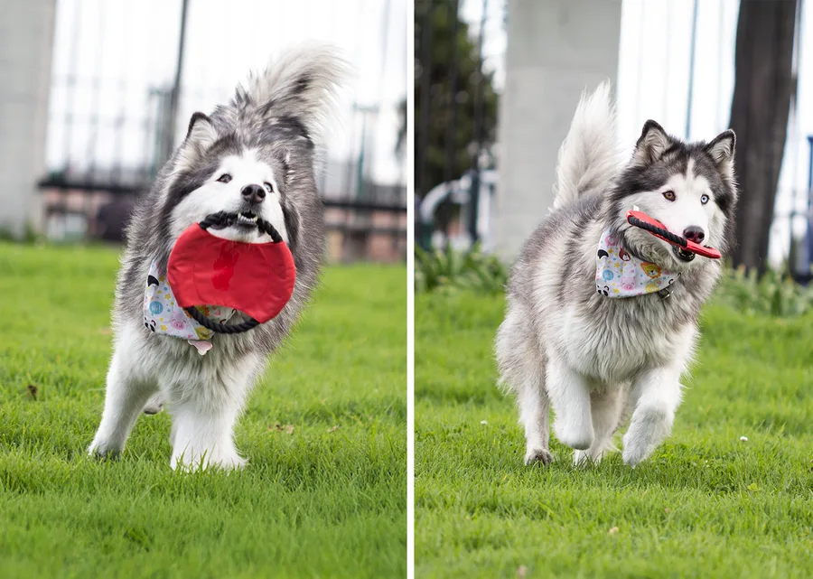 Frisby para Mascotas Hachiko 4